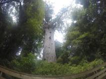 kauri's forest 